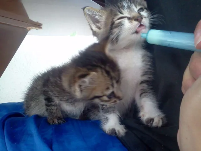 Gato raça SRD idade Abaixo de 2 meses nome Finn e Jake