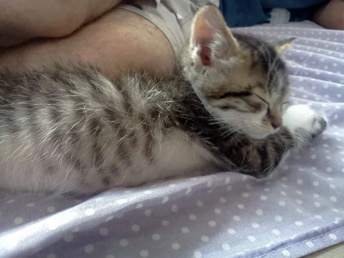 Gato raça SRD idade Abaixo de 2 meses nome Finn e Jake