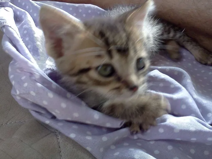 Gato raça SRD idade Abaixo de 2 meses nome Finn e Jake