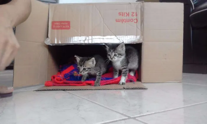 Gato raça SRD idade Abaixo de 2 meses nome Finn e Jake