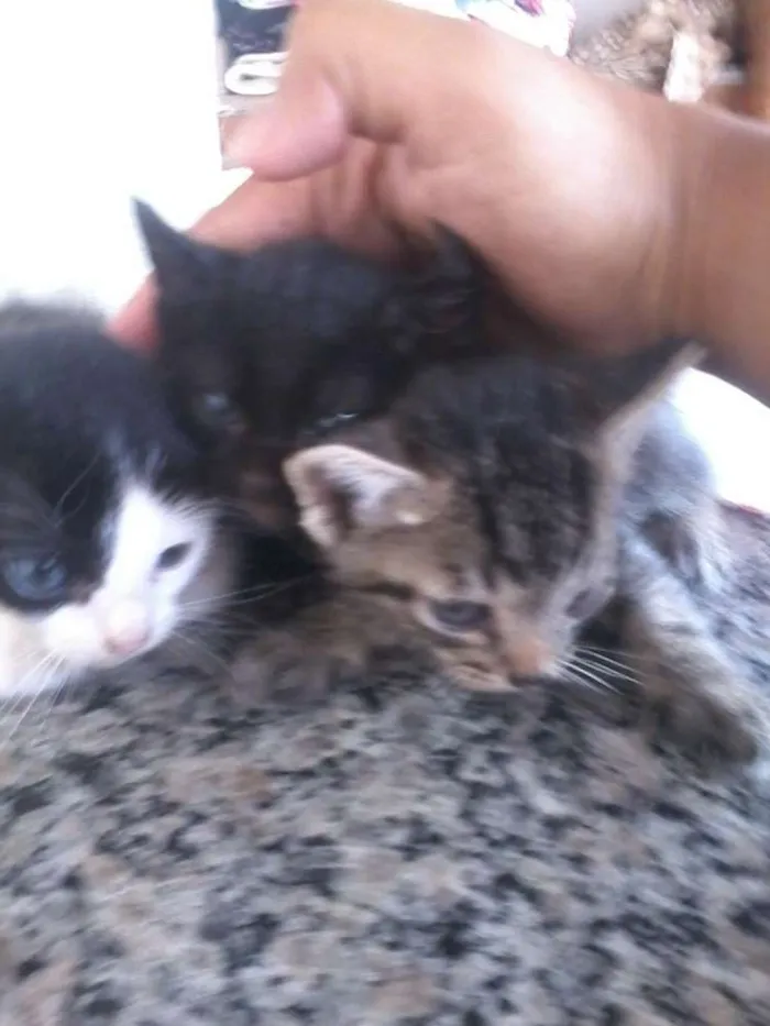 Gato raça Vira lata idade Abaixo de 2 meses nome Nao tem 