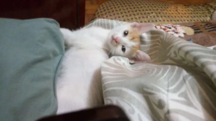 Gato raça Srd idade 2 a 6 meses nome Stuart