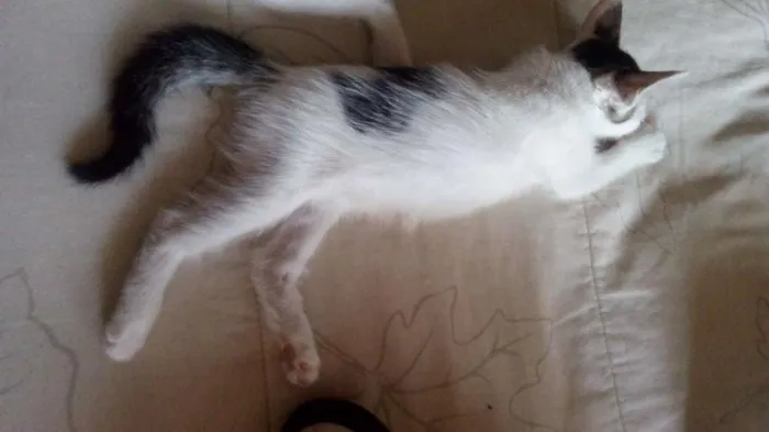 Gato raça SRD idade 2 a 6 meses nome Pandinha 