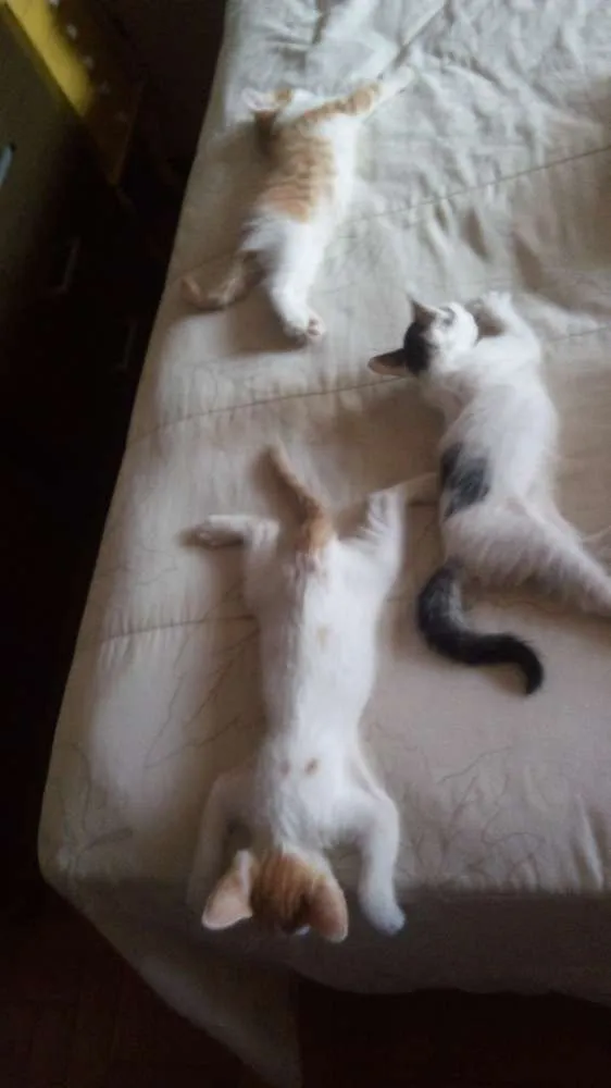 Gato raça SRD idade 2 a 6 meses nome Pandinha 
