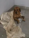 Rodolfo
