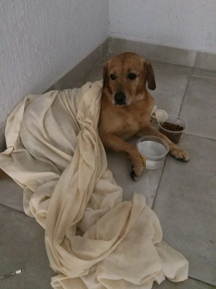 Cachorro ra a Vira-lata idade 4 anos nome Rodolfo