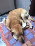Rodolfo