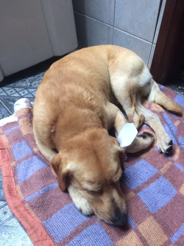 Cachorro ra a Vira-lata idade 4 anos nome Rodolfo