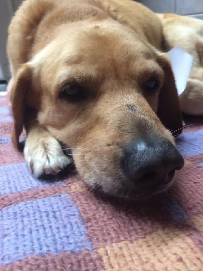 Cachorro ra a Vira-lata idade 4 anos nome Rodolfo