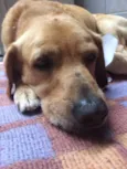Rodolfo