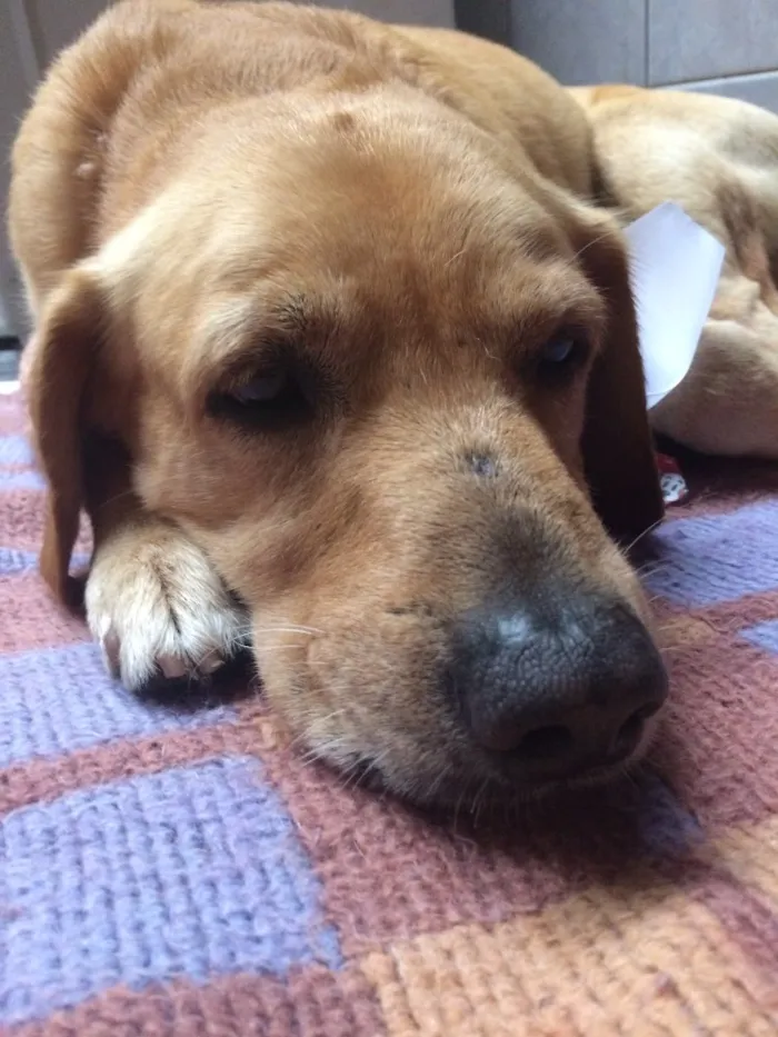 Cachorro ra a Vira-lata idade 4 anos nome Rodolfo