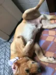 Rodolfo