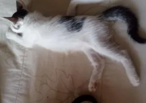 Gato raça SRD idade 2 a 6 meses nome Pandinha 