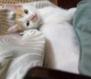 Gato raça Srd idade 2 a 6 meses nome Stuart