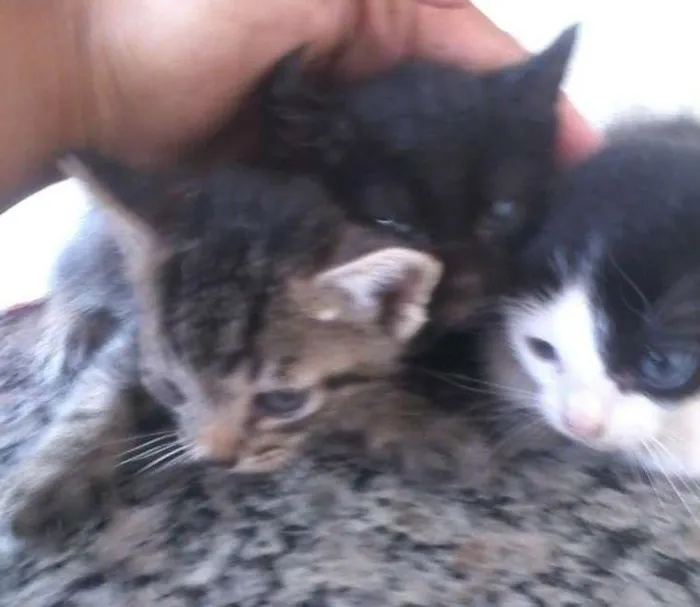 Gato raça Vira lata idade Abaixo de 2 meses nome Nao tem 