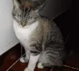 Millu
