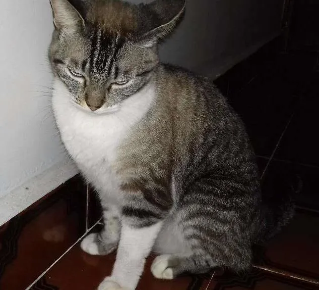 Gato ra a Siamês idade 2 anos nome Millu