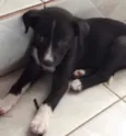 Lilo