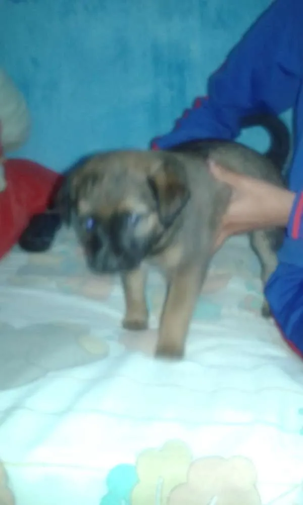 Cachorro ra a Vira lata idade 2 a 6 meses nome Sem nome