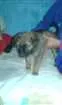 Cachorro raça Vira lata idade 2 a 6 meses nome Sem nome