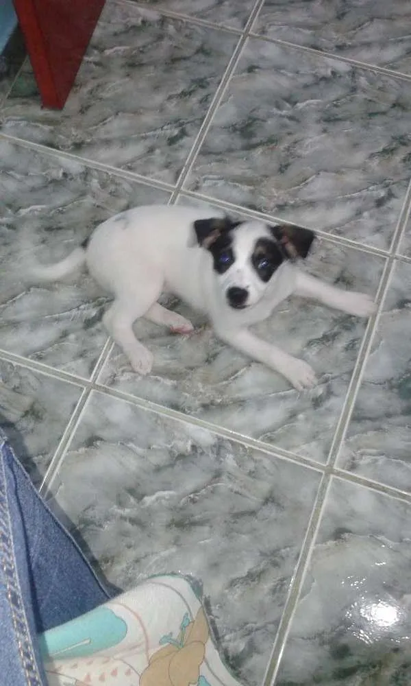 Cachorro ra a Vira lata idade 2 a 6 meses nome Sem nome