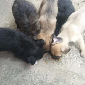 Cachorro raça vira lata idade Abaixo de 2 meses nome Sem nome