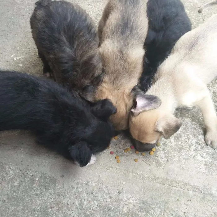 Cachorro ra a vira lata idade Abaixo de 2 meses nome Sem nome