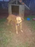 Bob