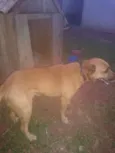 Bob