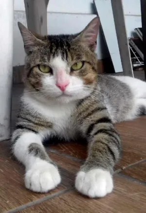 Gato raça Vira-lata idade 1 ano nome Johnny