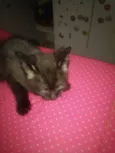 Bolinha/ Peteca
