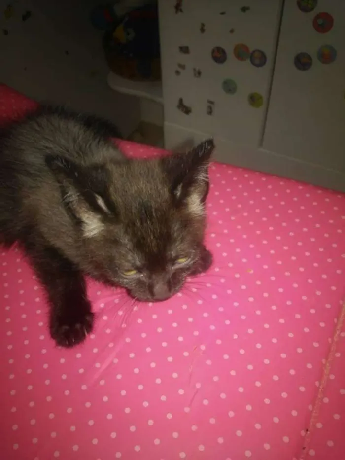 Gato ra a SRD idade 2 a 6 meses nome Bolinha/ Peteca