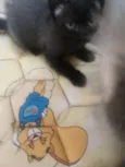 Bolinha/ Peteca