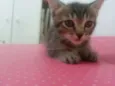 Bolinha/ Peteca