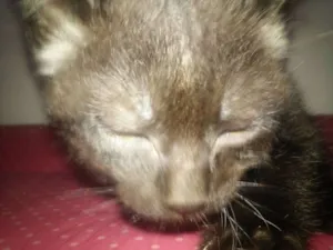 Gato raça SRD idade 2 a 6 meses nome Bolinha/ Peteca