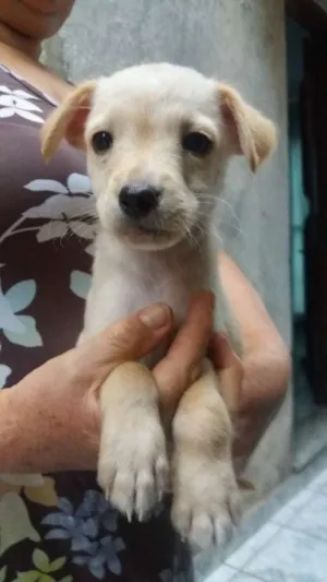 Cachorro raça SRD  idade 2 a 6 meses nome Petruchio 
