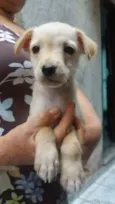 Petruchio