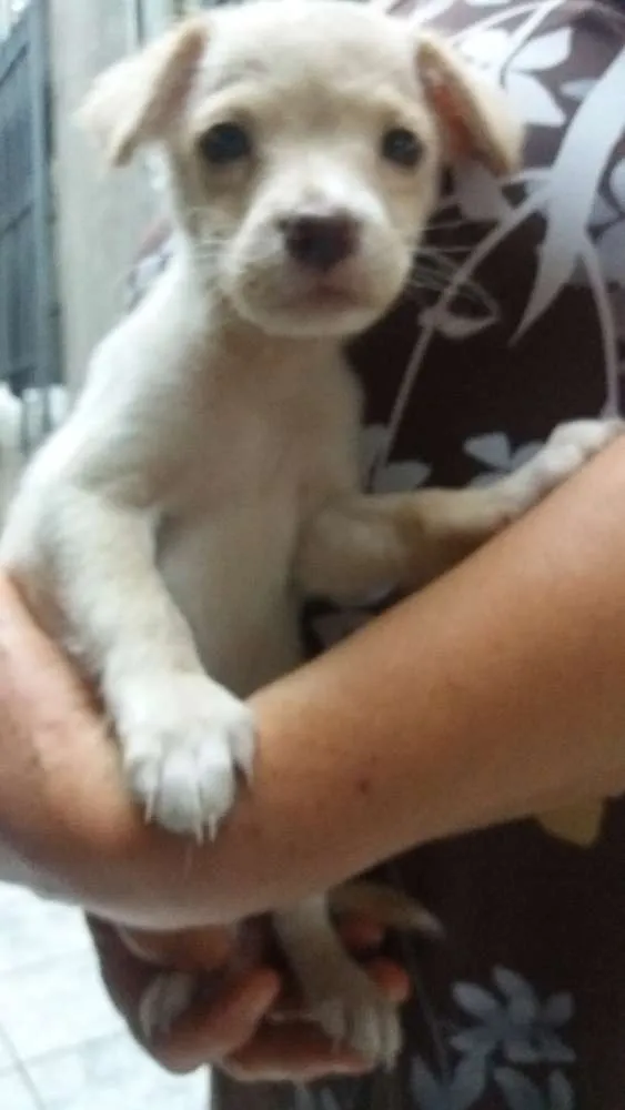 Cachorro ra a SRD  idade 2 a 6 meses nome Petruchio 
