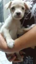Petruchio