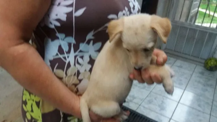 Cachorro ra a SRD  idade 2 a 6 meses nome Petruchio 