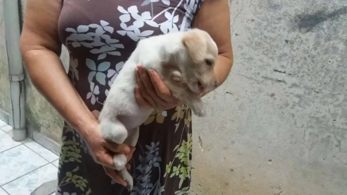 Cachorro ra a SRD  idade 2 a 6 meses nome Petruchio 