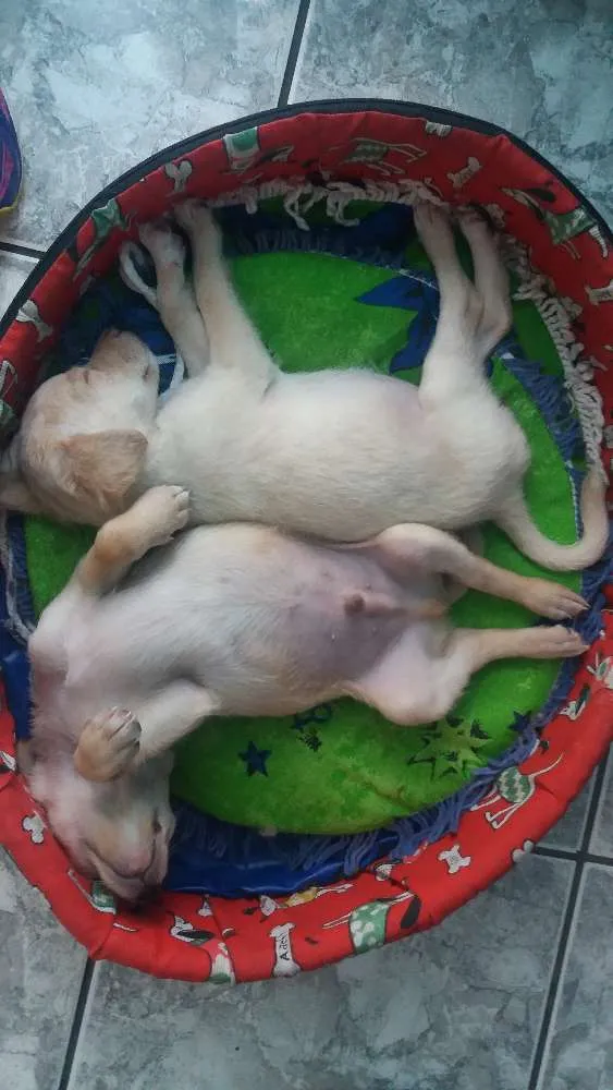 Cachorro ra a SRD  idade 2 a 6 meses nome Petruchio 