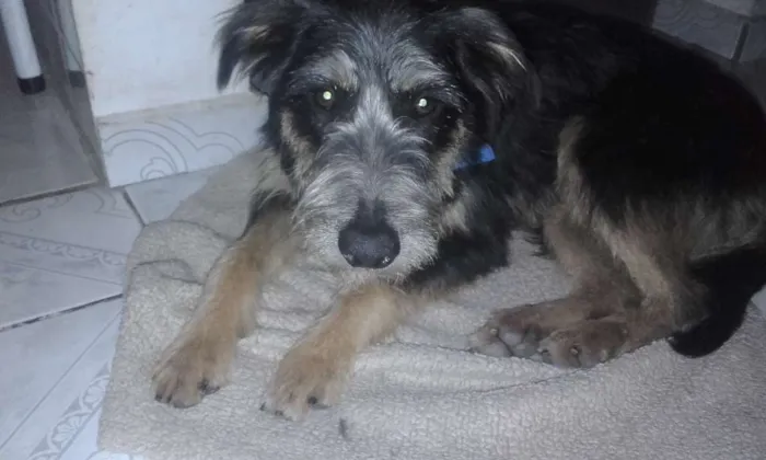 Cachorro ra a SRD idade 1 ano nome sem nome