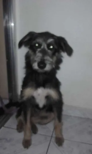 Cachorro raça SRD idade 1 ano nome sem nome