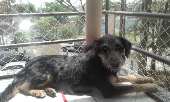 Cachorro ra a SRD idade 1 ano nome sem nome
