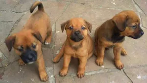 Cachorro raça SRD idade Abaixo de 2 meses nome fifith