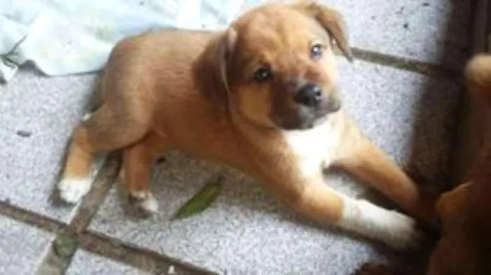 Cachorro ra a SRD idade Abaixo de 2 meses nome fifith