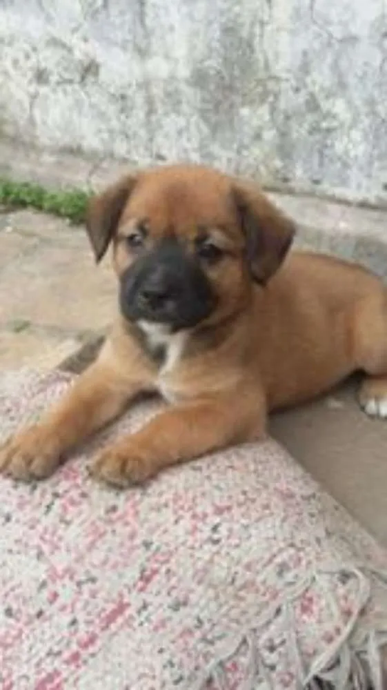 Cachorro ra a SRD idade Abaixo de 2 meses nome fifith