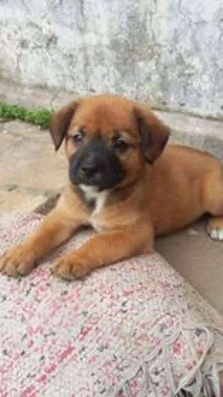 Cachorro ra a SRD idade Abaixo de 2 meses nome fifith