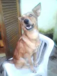 Cachorro raça  idade 2 anos nome belinha